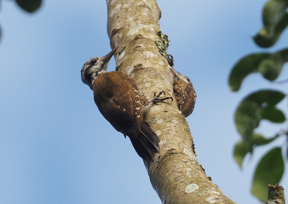 Golden-crowned Woodpecker - ML613085626
