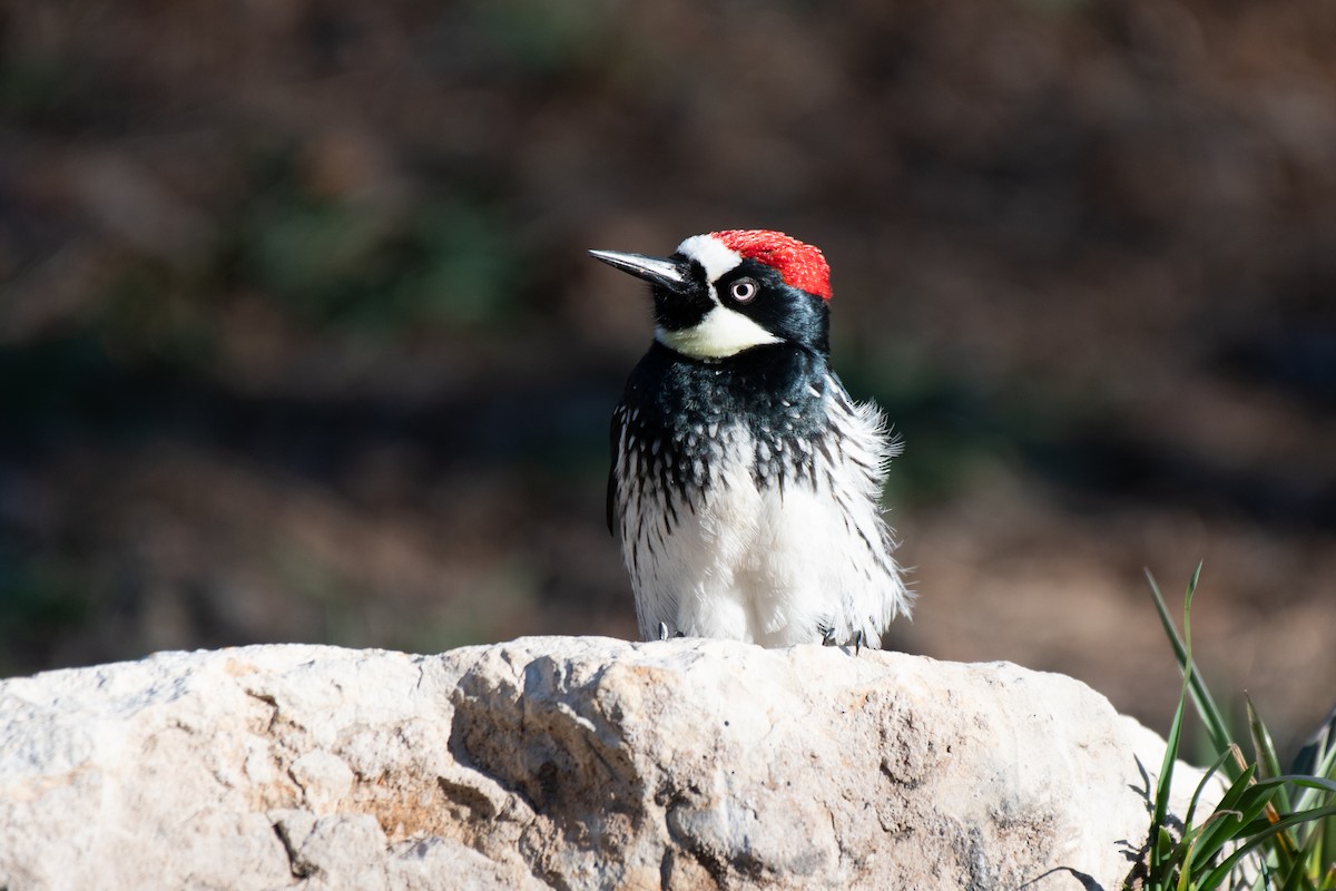 Acorn Woodpecker (Acorn) - ML613085636