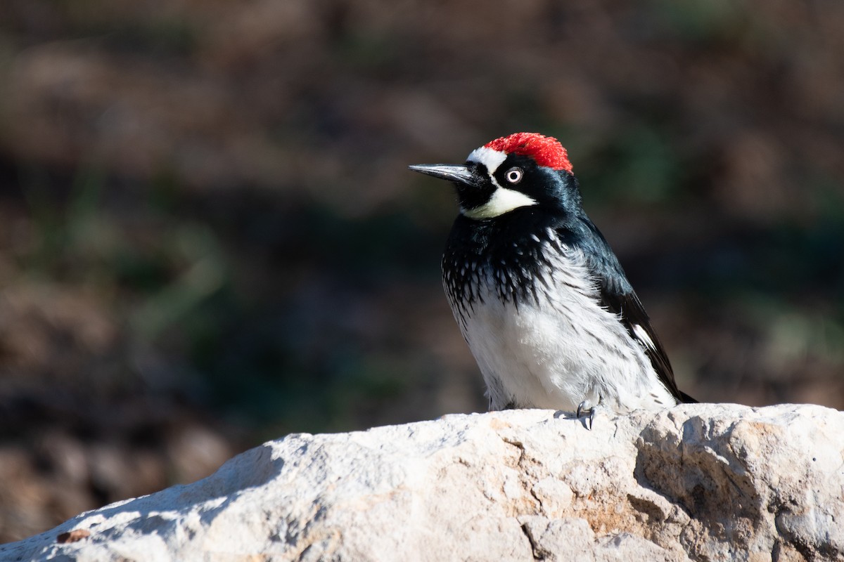 Acorn Woodpecker (Acorn) - ML613085637