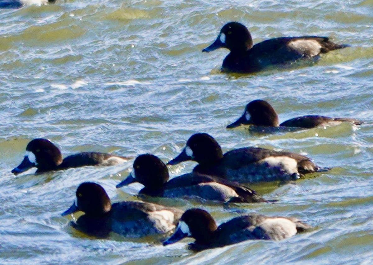 Greater Scaup - ML613085700