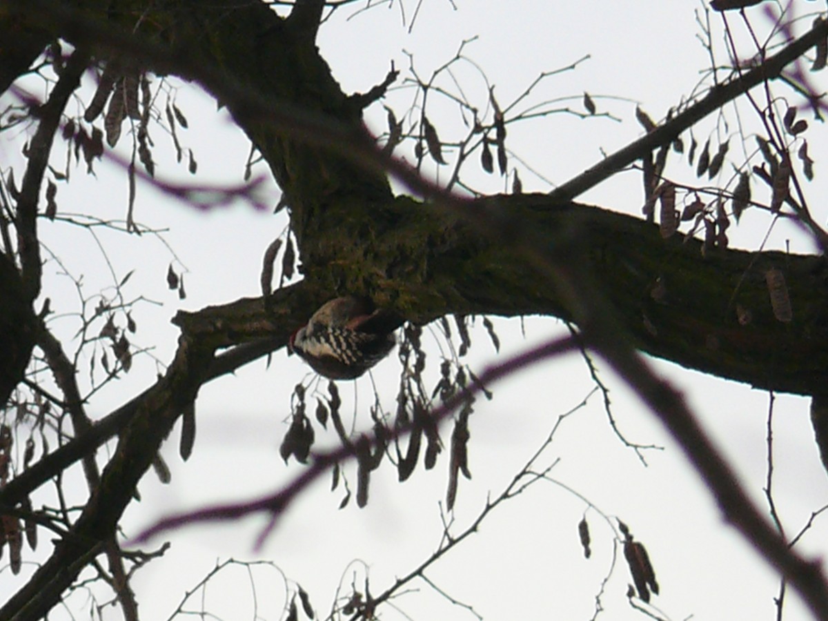Middle Spotted Woodpecker - ML613085720