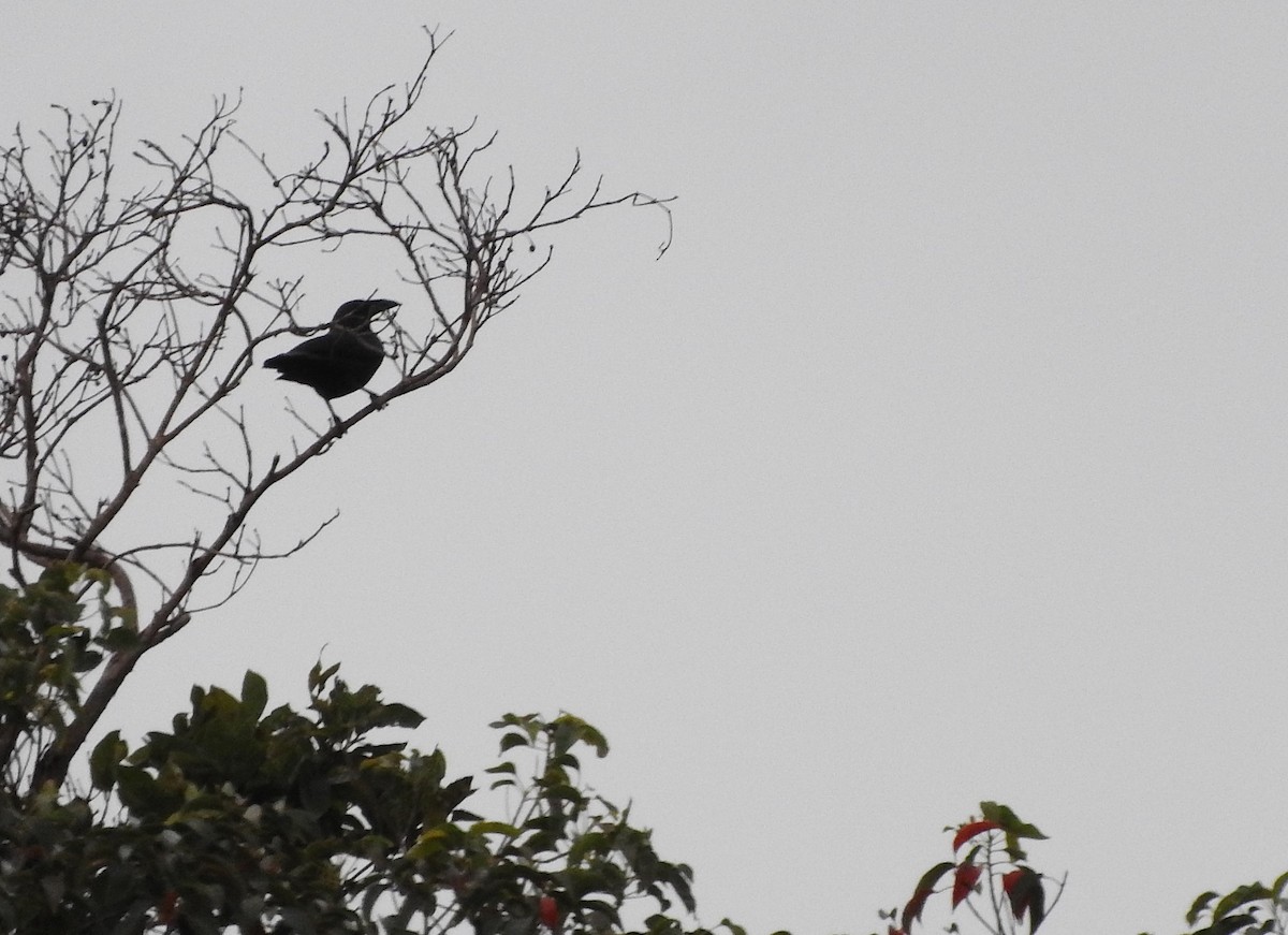 Flores Crow - ML613085896