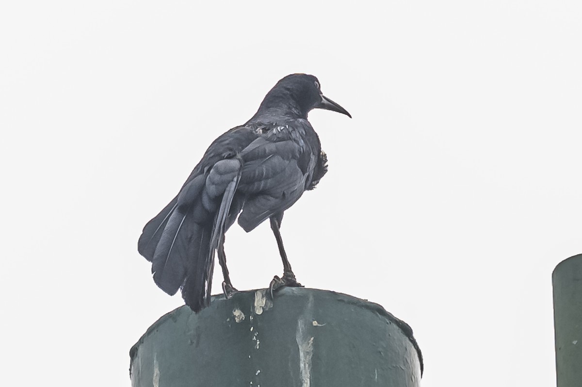 Great-tailed Grackle - ML613085897