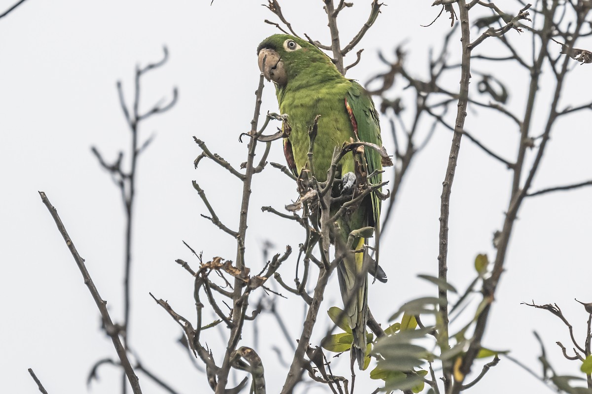 Guayaquil Papağanı - ML613085959