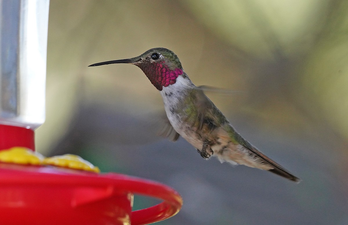 Broad-tailed Hummingbird - ML613085978