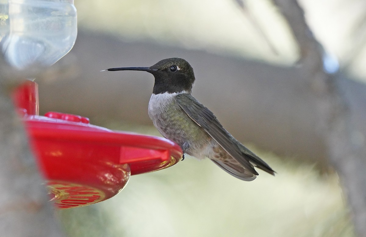 Black-chinned Hummingbird - ML613085981