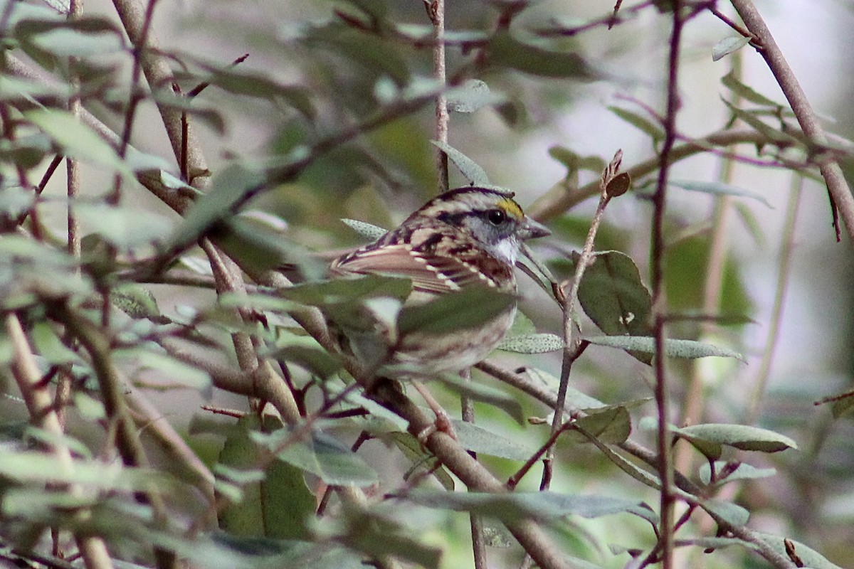 White-throated Sparrow - ML613086264