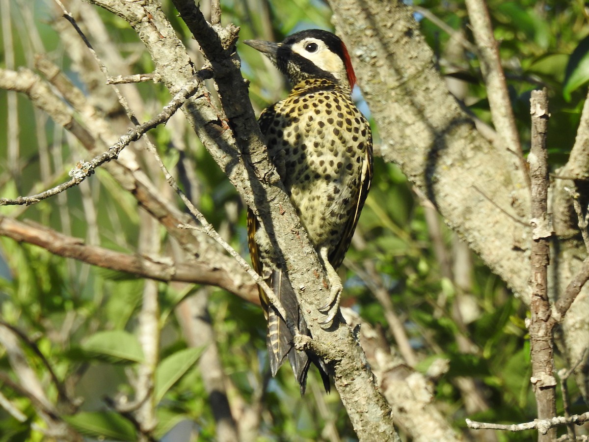 Green-barred Woodpecker - ML613086799