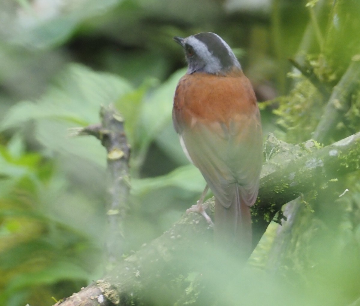 Red-throated Alethe - ML613086896