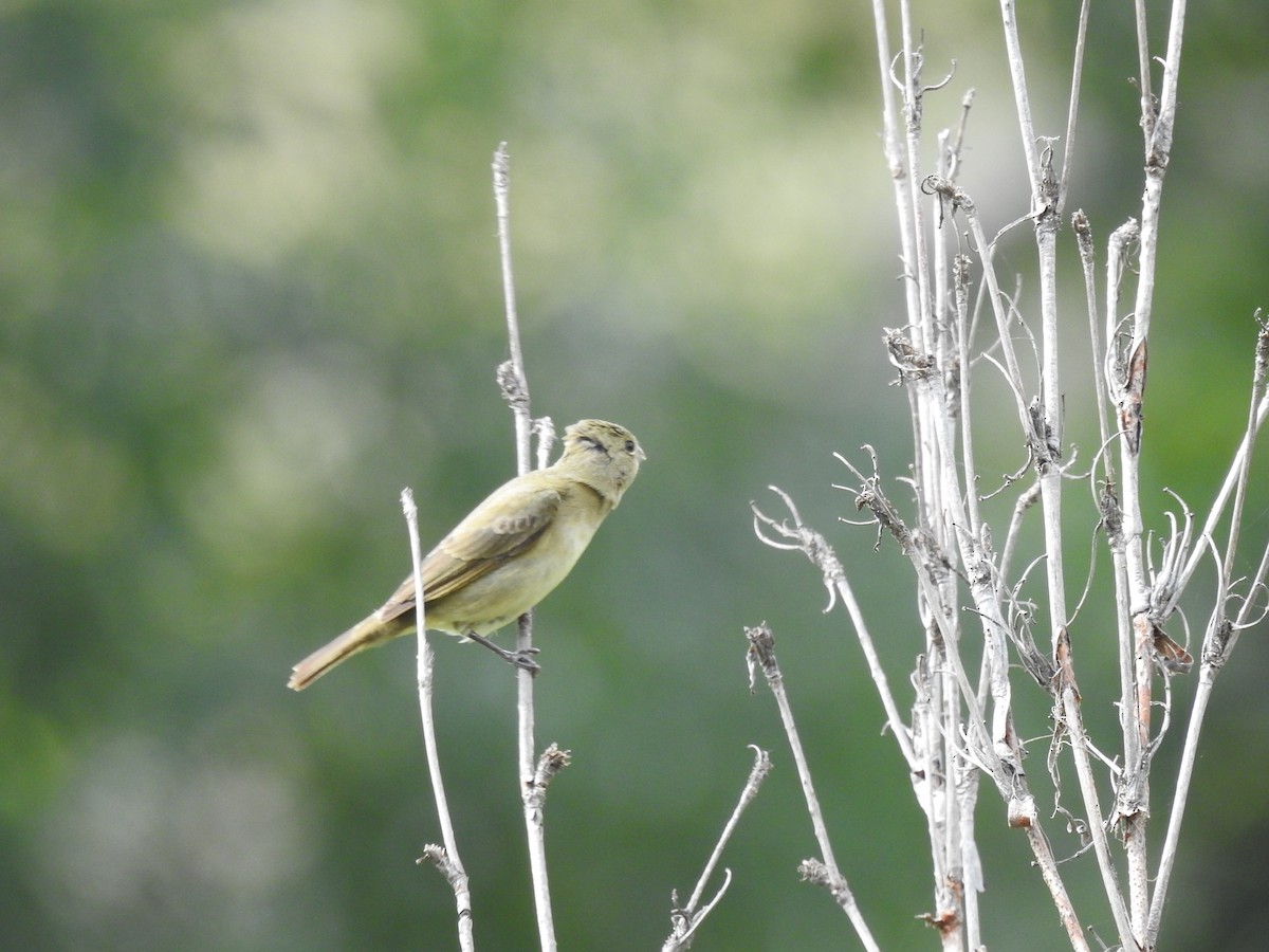 Double-collared Seedeater - ML613086928