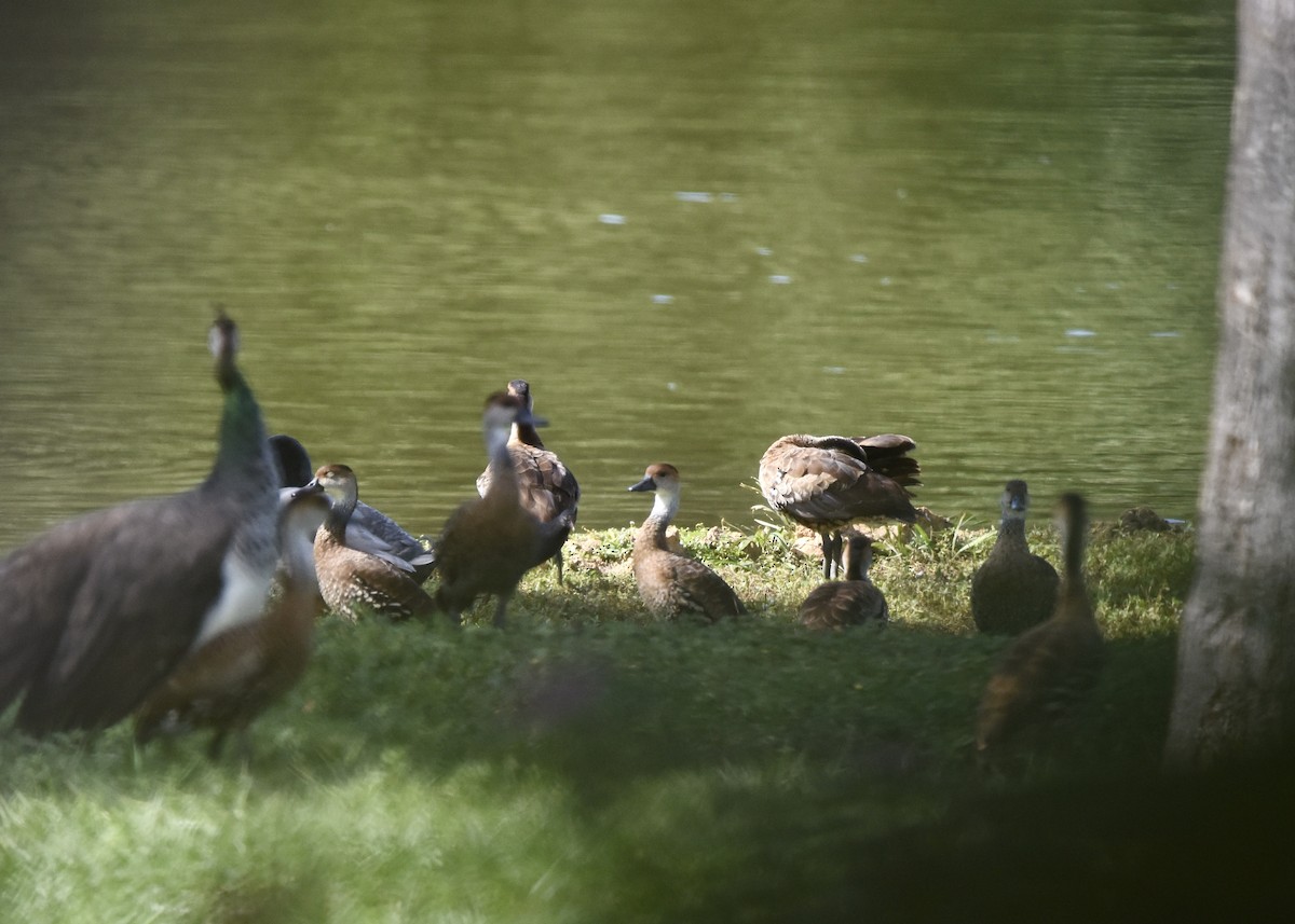 West Indian Whistling-Duck - ML613086997