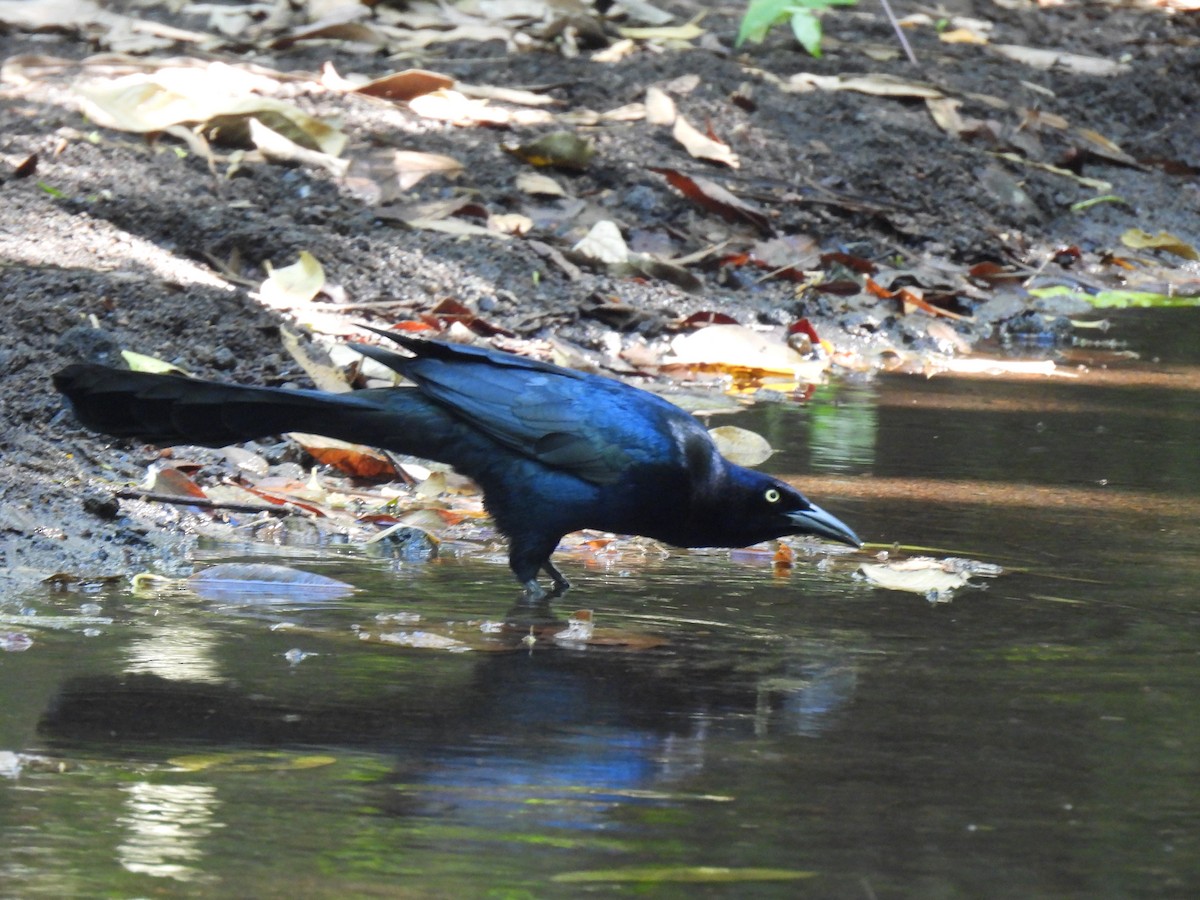 Great-tailed Grackle - ML613087313