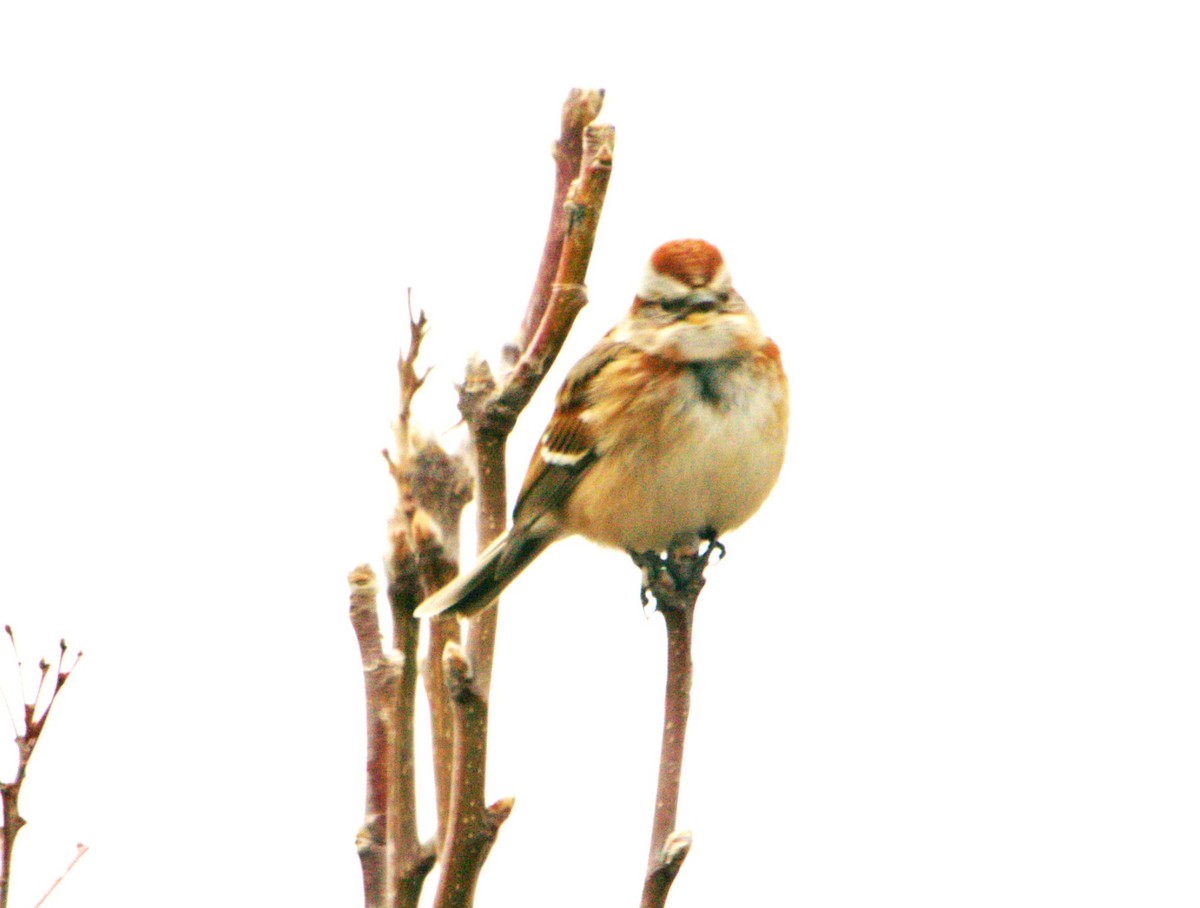 American Tree Sparrow - Jeffrey Jones