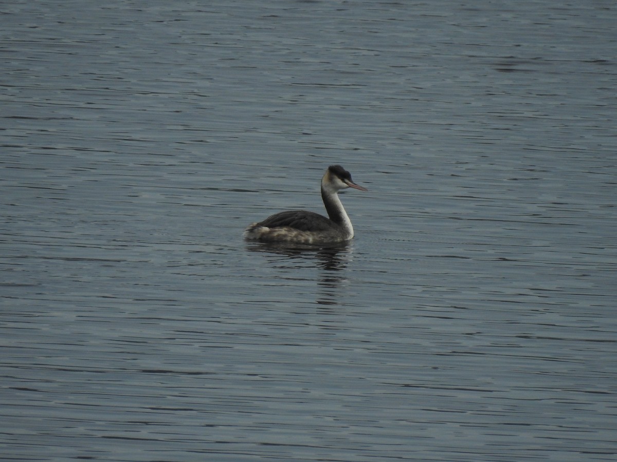 Great Crested Grebe - ML613087646
