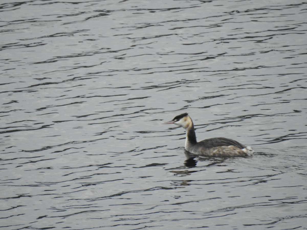 Great Crested Grebe - ML613087648