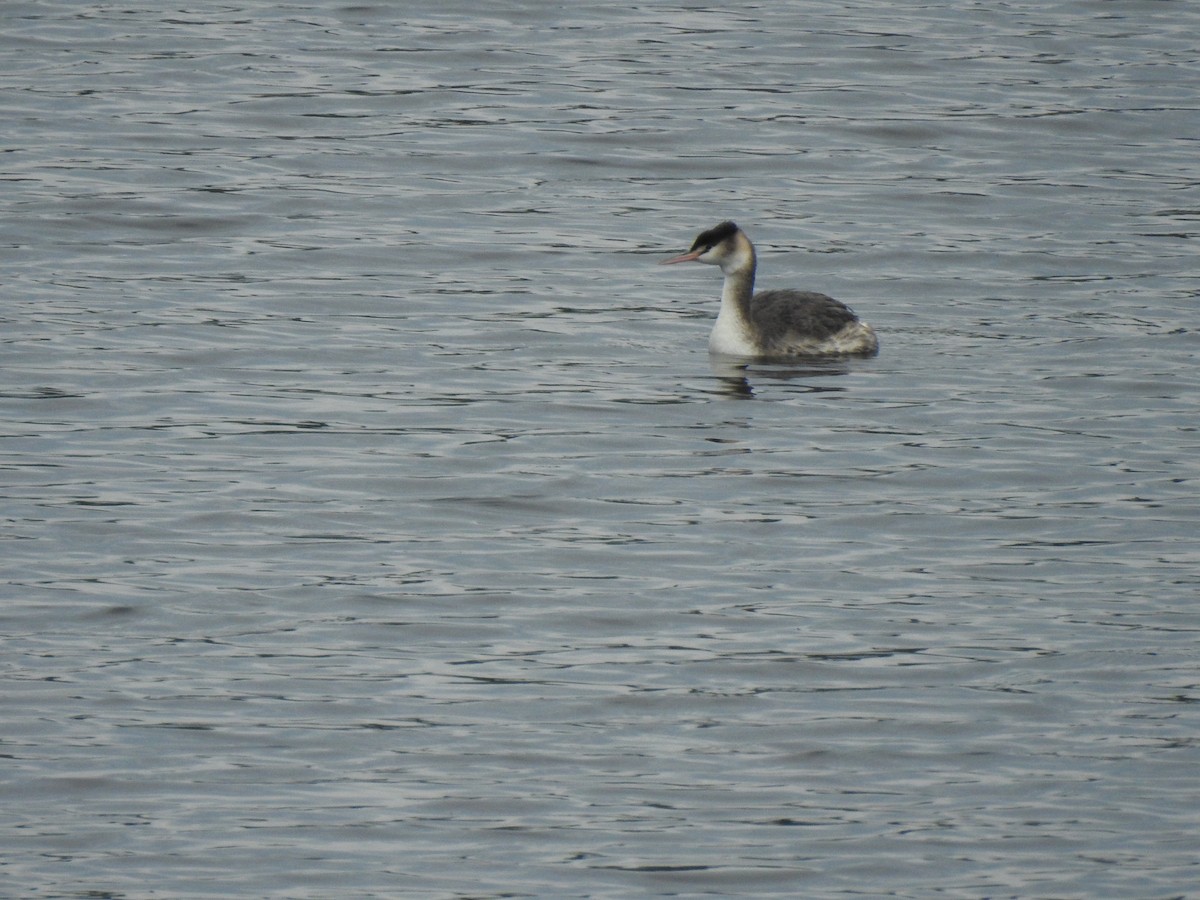 Great Crested Grebe - ML613087649