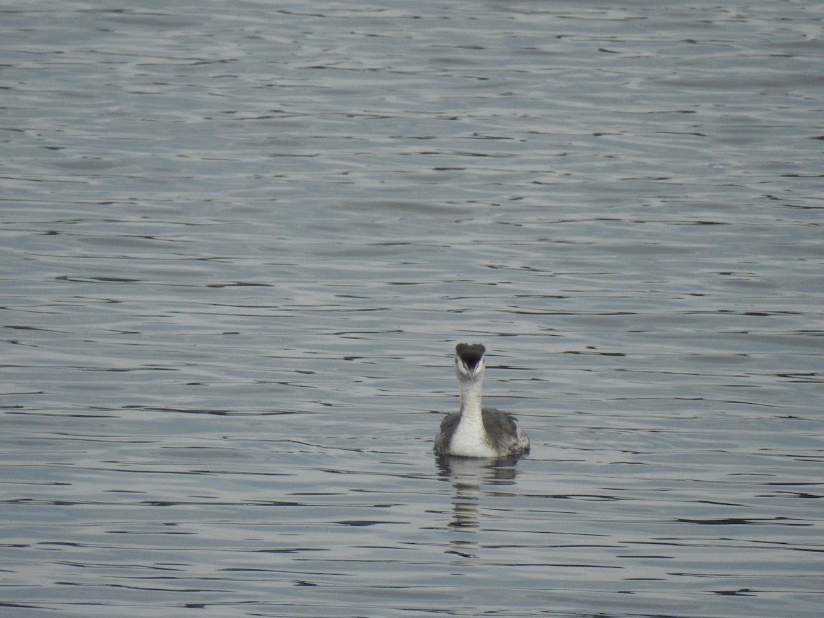 Great Crested Grebe - ML613087652