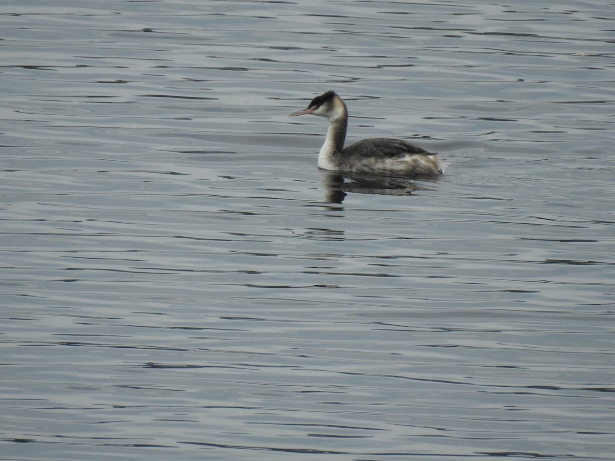 Great Crested Grebe - ML613087658