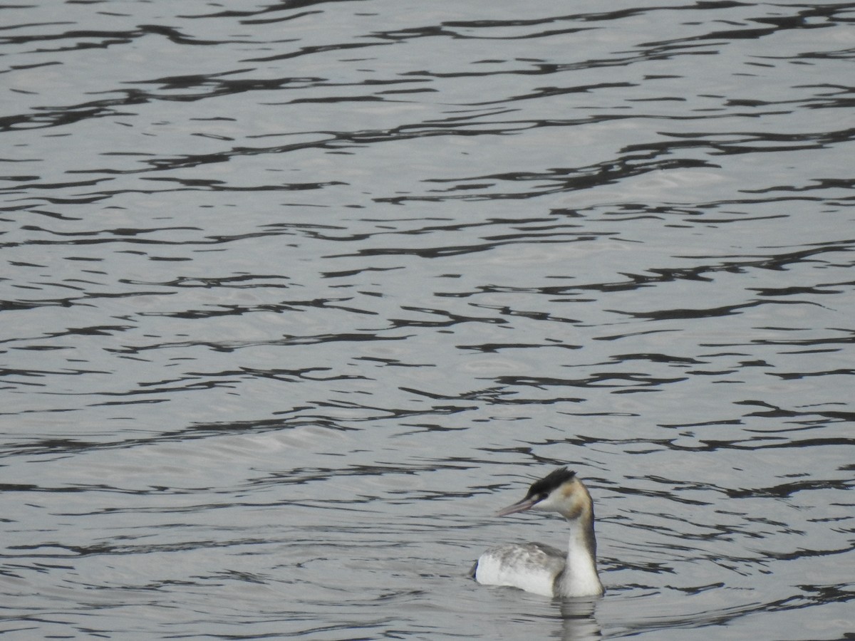 Great Crested Grebe - ML613087663
