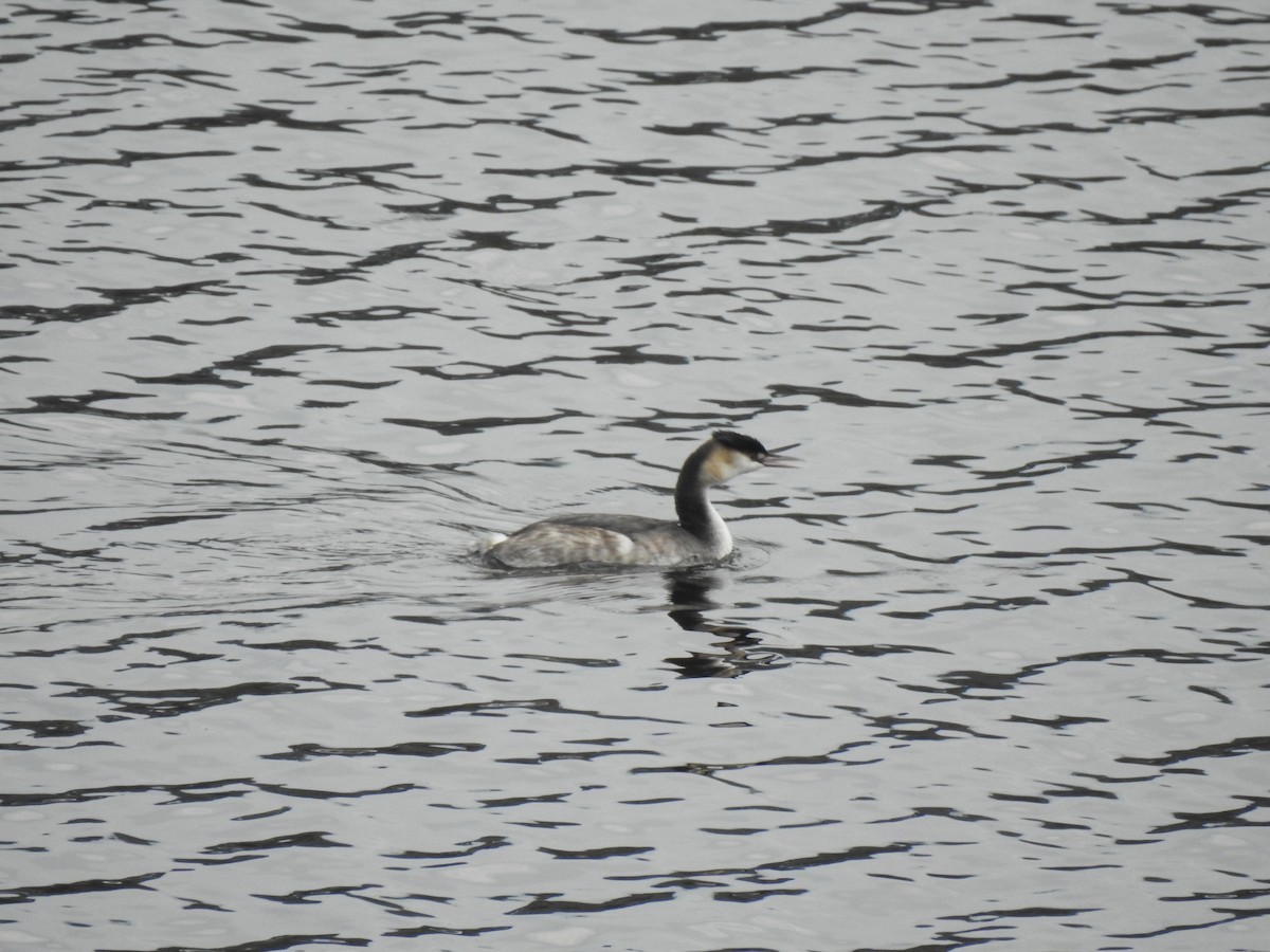 Great Crested Grebe - ML613087664