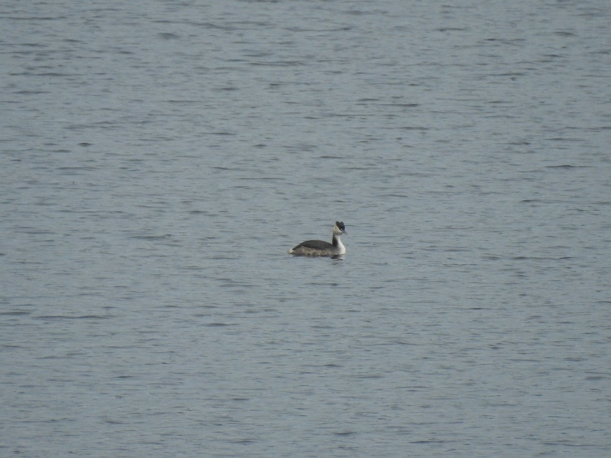 Great Crested Grebe - ML613087665