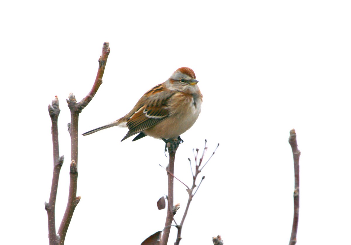American Tree Sparrow - Jeffrey Jones