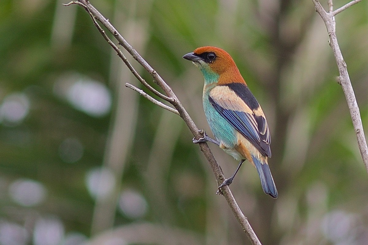 Black-backed Tanager - ML61308771