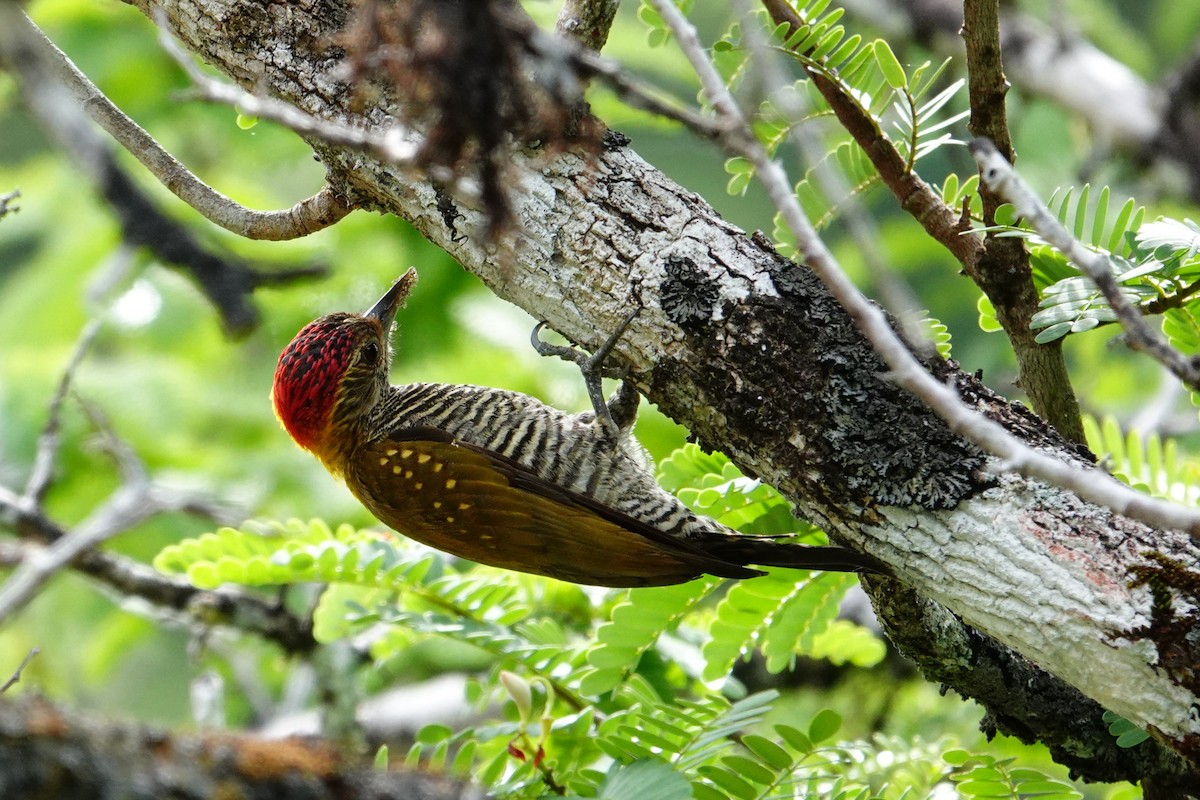 Golden-collared Woodpecker - ML613087738