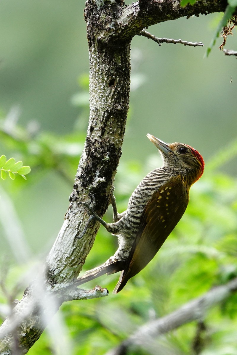 Golden-collared Woodpecker - ML613087739