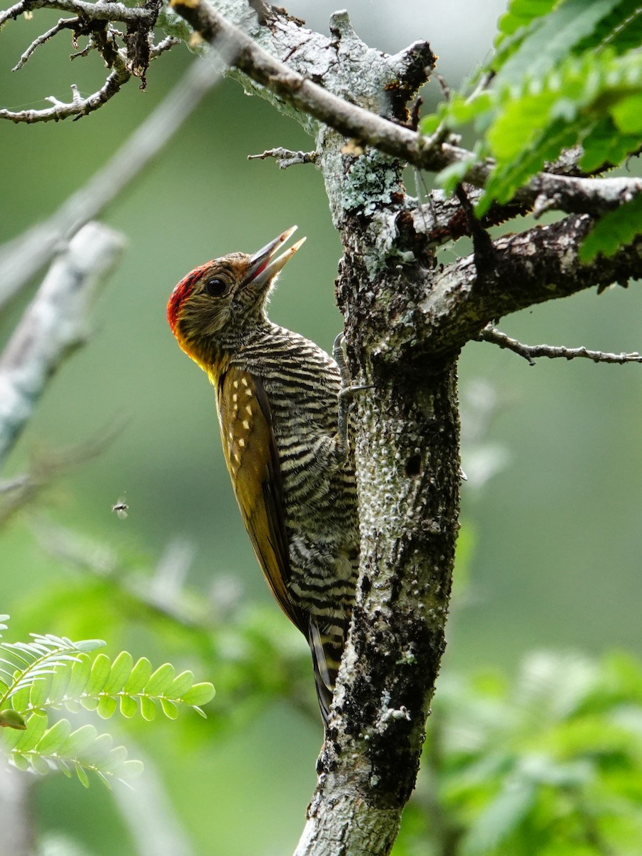 Golden-collared Woodpecker - ML613087740