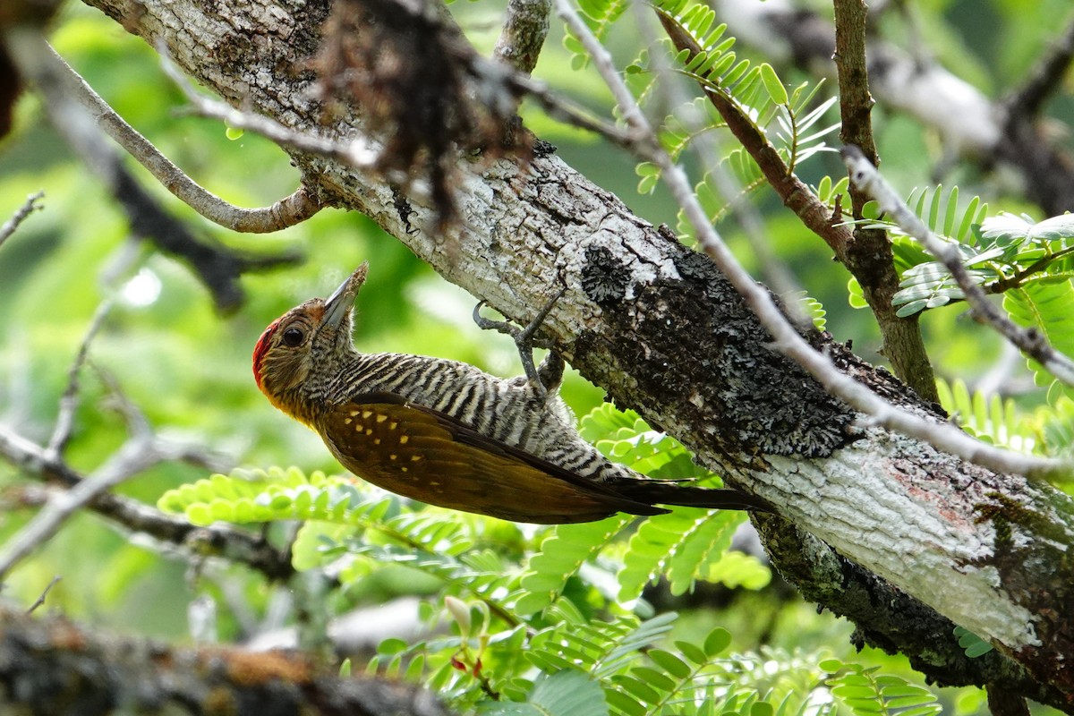 Golden-collared Woodpecker - ML613087742