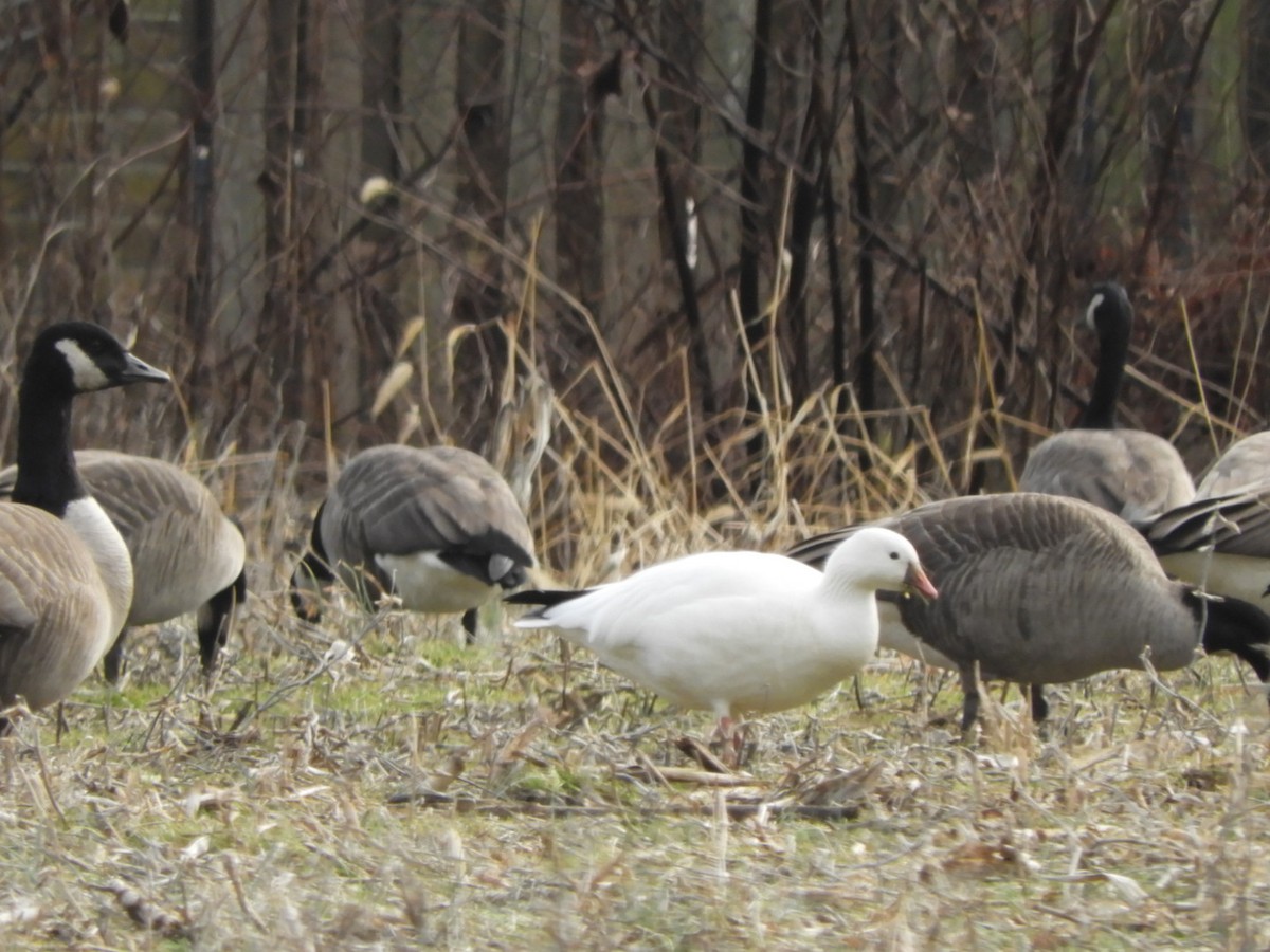 New Jersey eBird Checklist - 4 Jan 2024 - stakeout Ross’s Goose