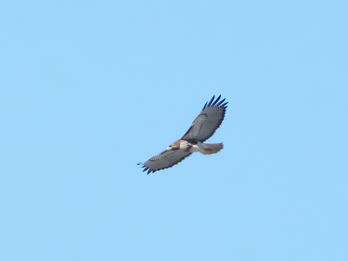 Red-tailed Hawk (umbrinus) - ML613088387