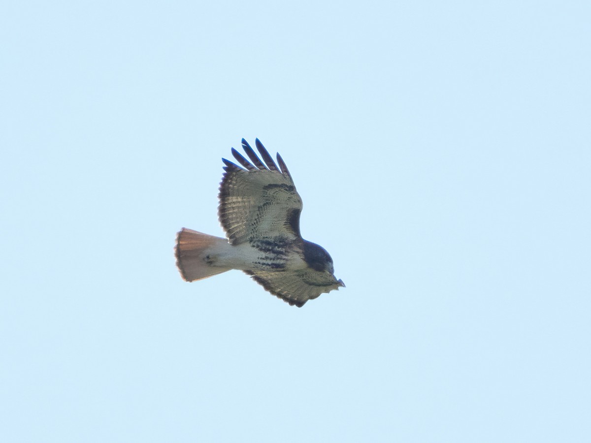 Red-tailed Hawk (umbrinus) - ML613088396