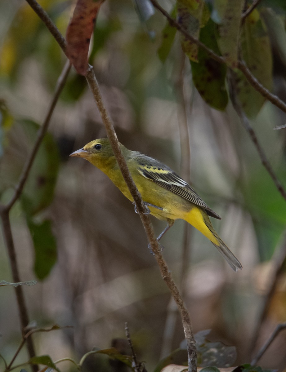 Western Tanager - ML613088780