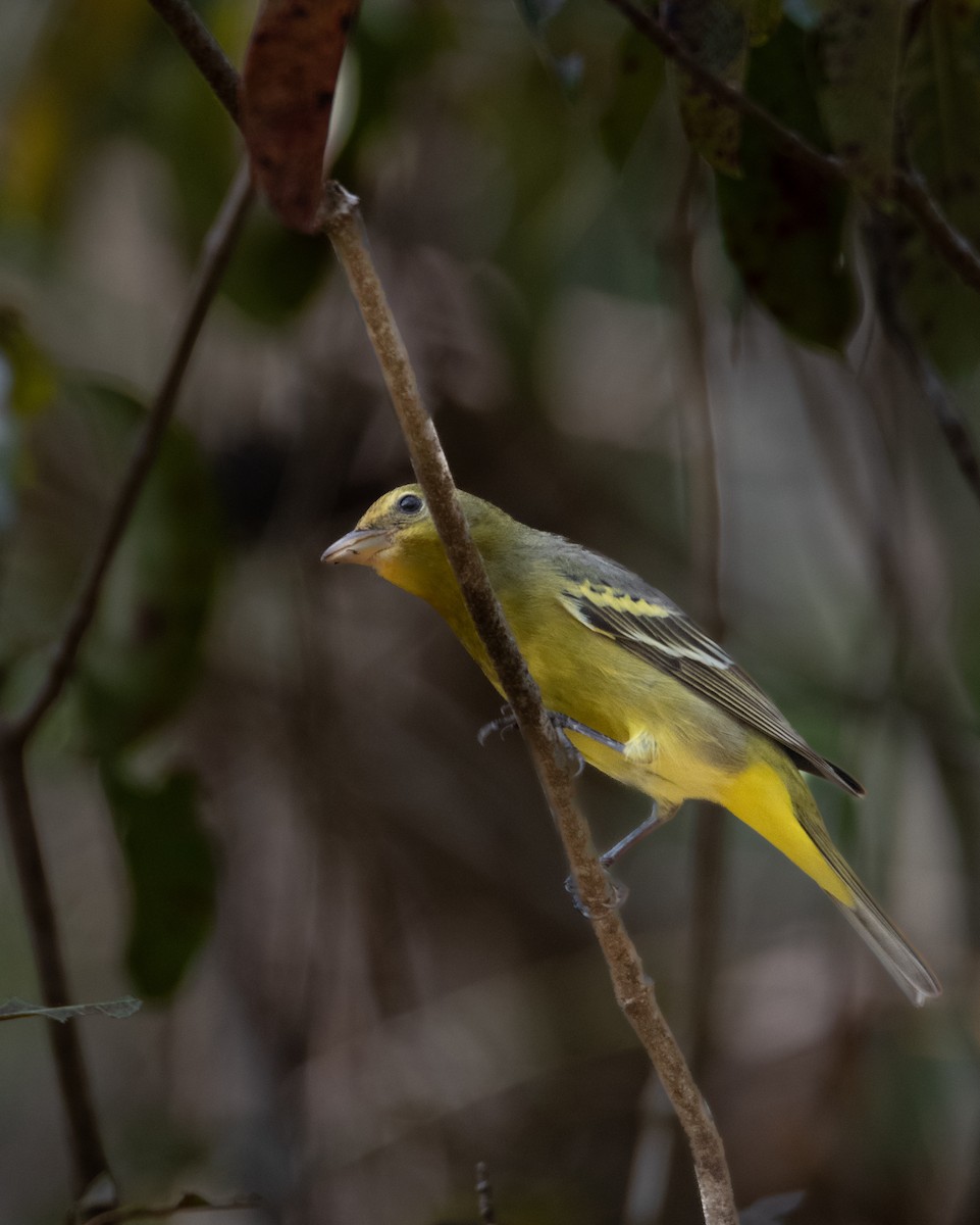 Western Tanager - ML613088783