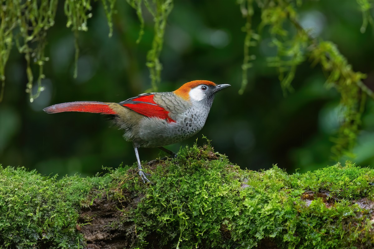 Red-tailed Laughingthrush - JJ Harrison