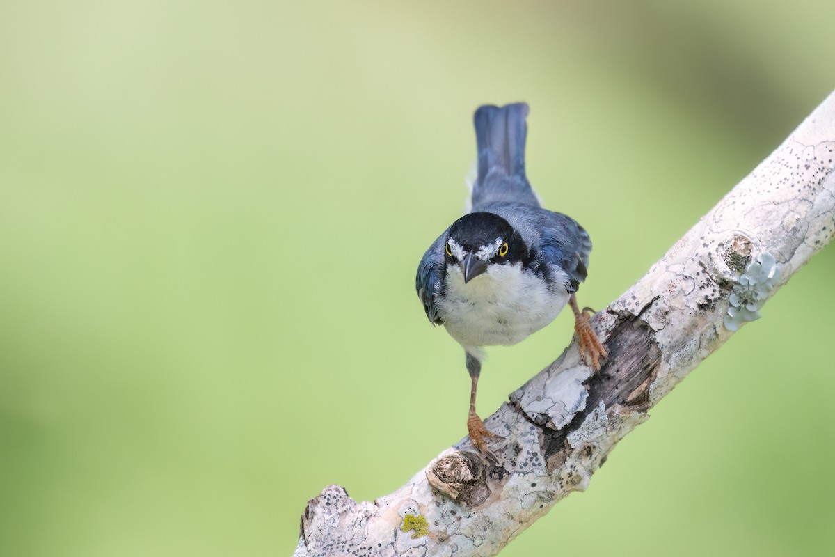 Hooded Tanager - ML613088917