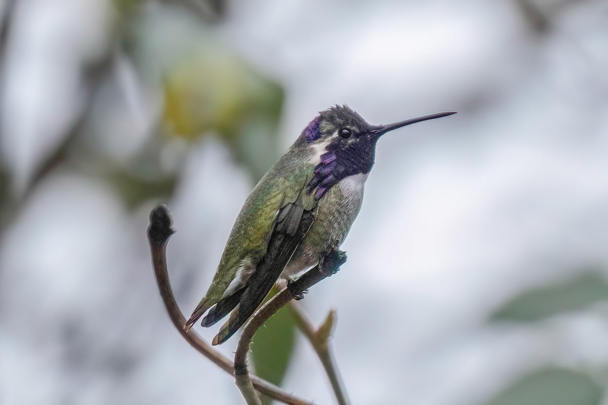 Costa's Hummingbird - ML613089082
