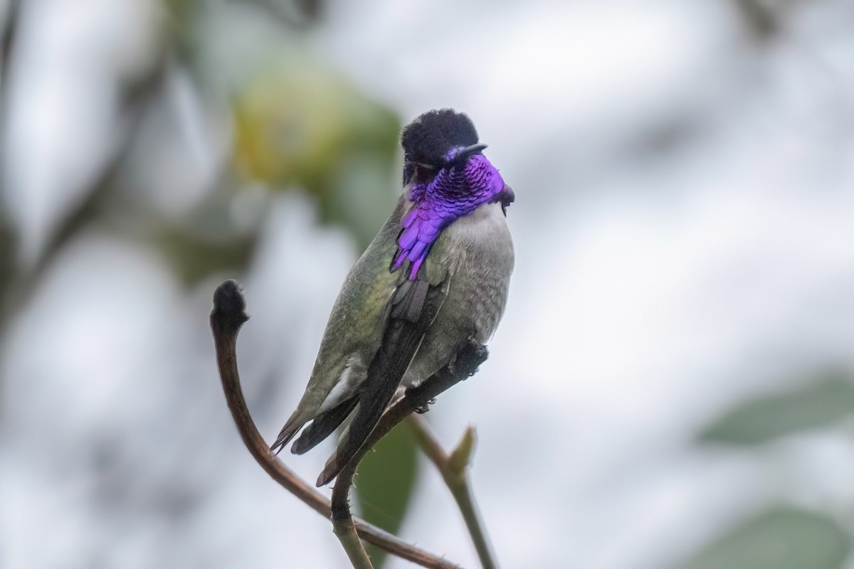 Costa's Hummingbird - ML613089085