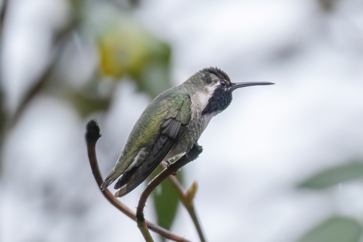 Costa's Hummingbird - ML613089093
