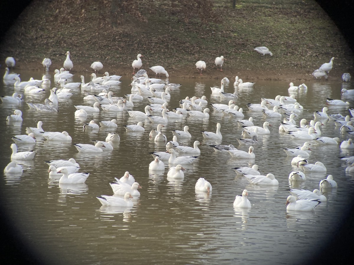 Pennsylvania Bird Atlas Checklist 4 Jan 2024 Alburtis Rd Retention   1200