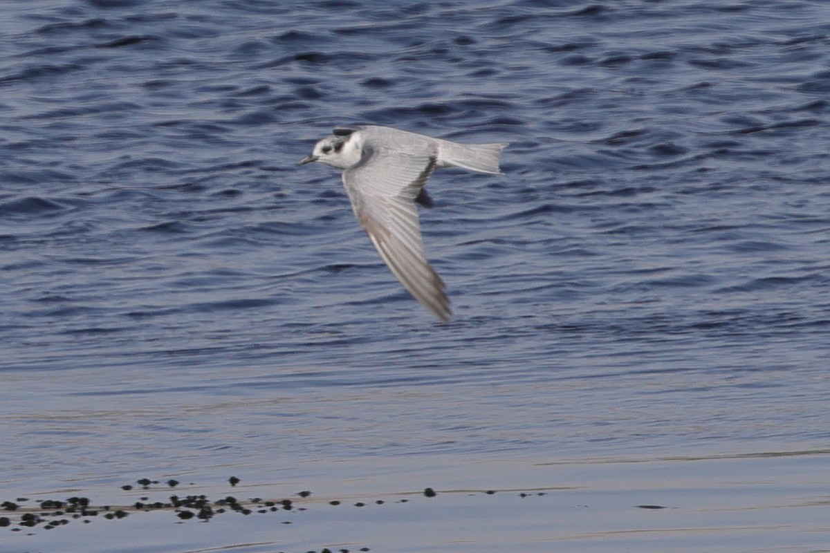 White-winged Tern - ML613089210