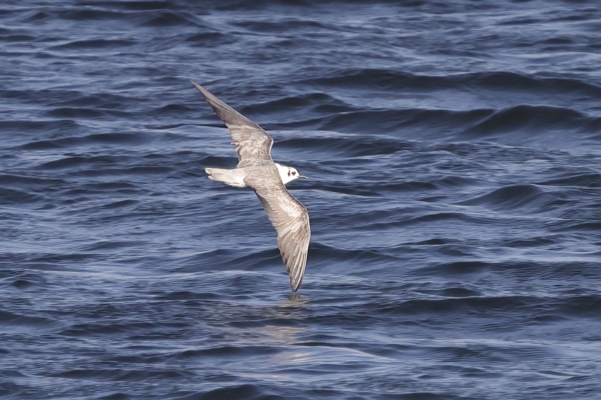 White-winged Tern - ML613089213