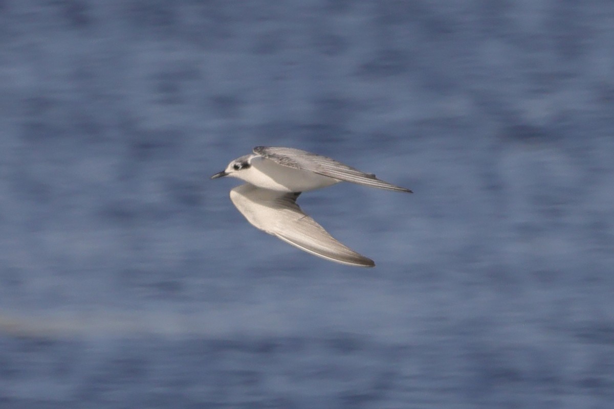 White-winged Tern - ML613089220
