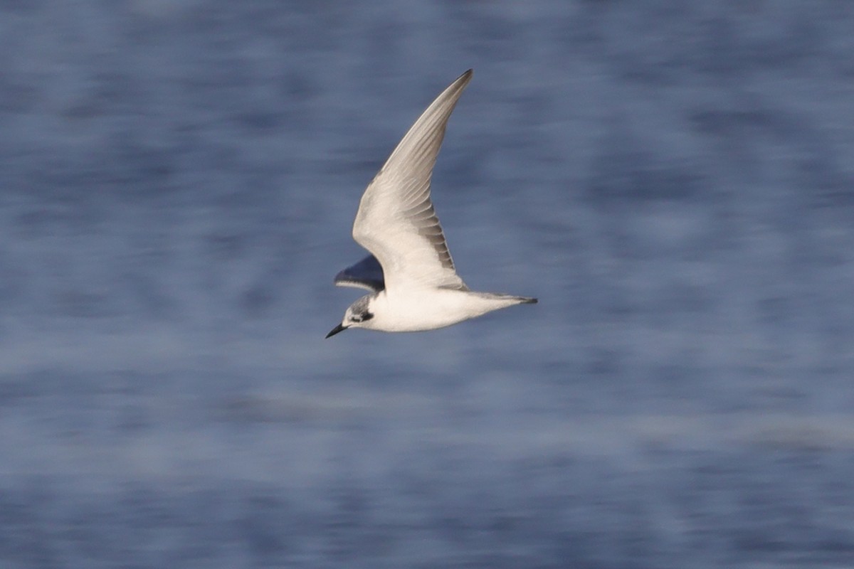 White-winged Tern - ML613089223