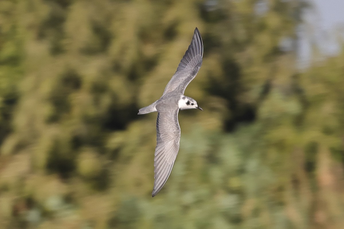 White-winged Tern - ML613089246
