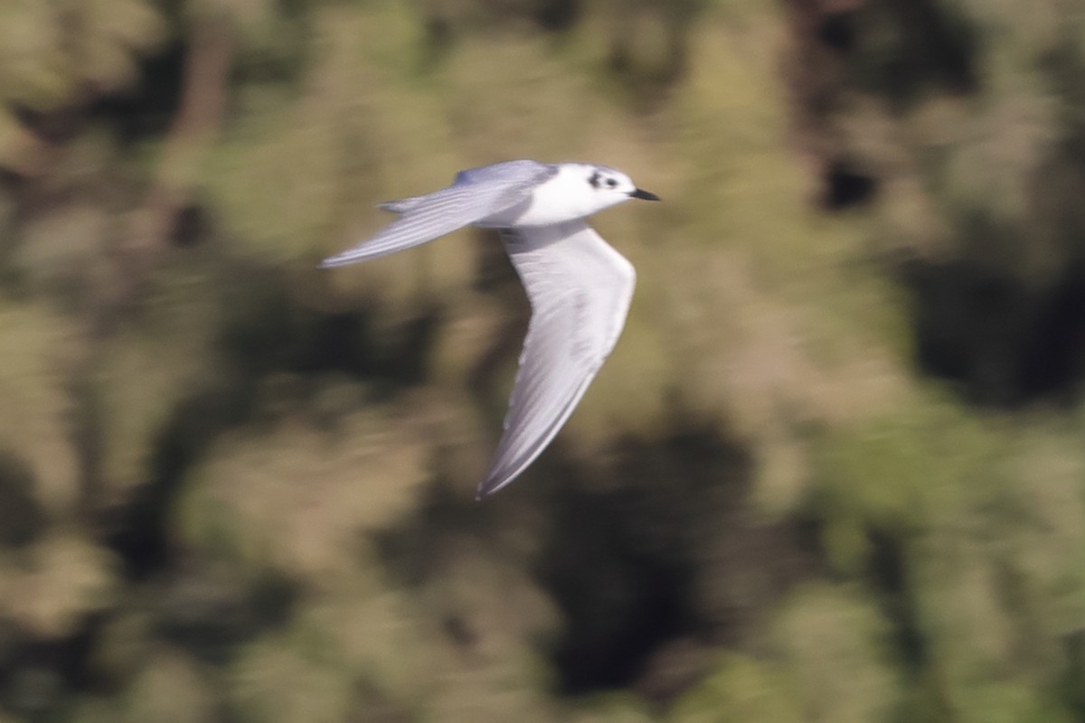 White-winged Tern - ML613089247