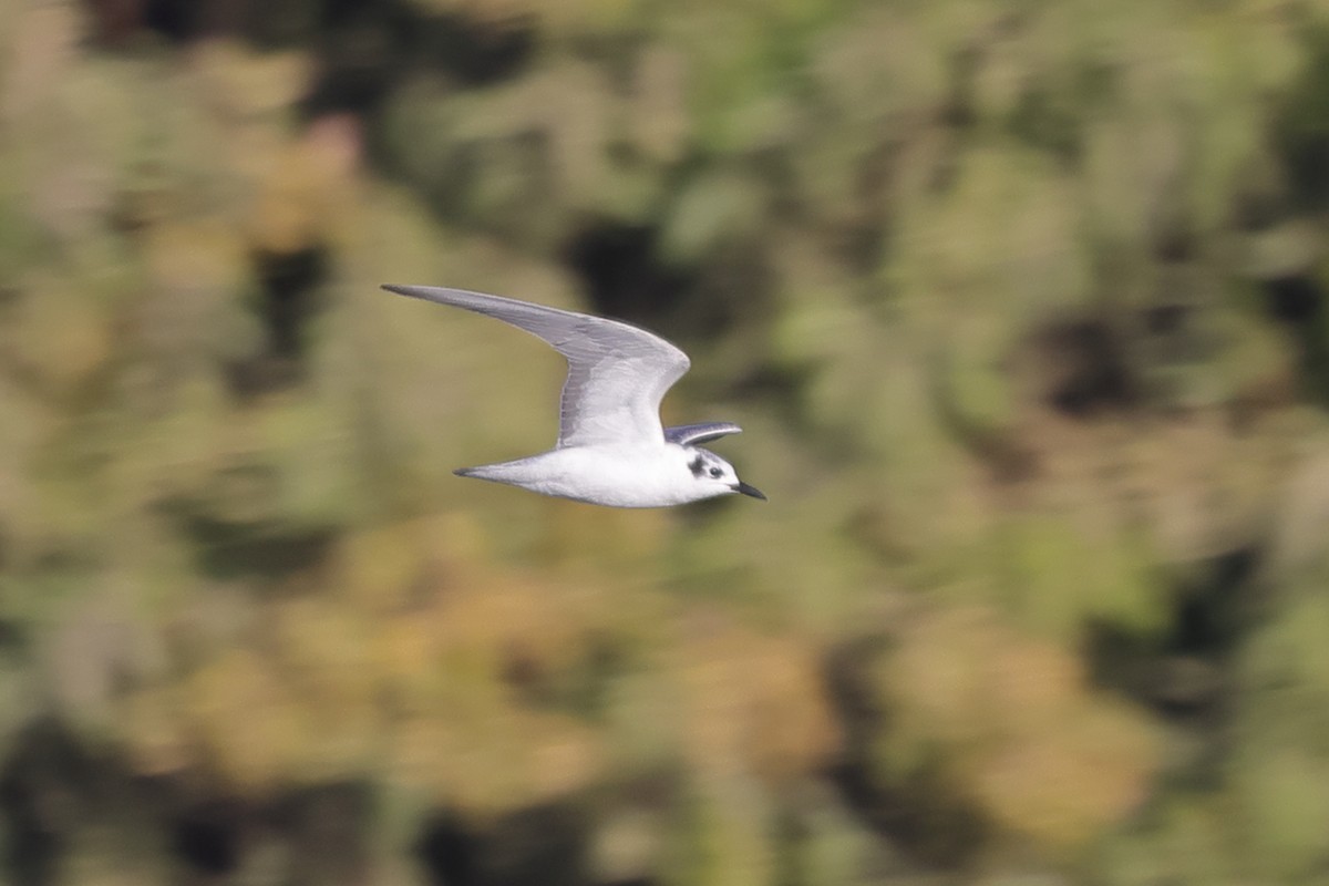 White-winged Tern - ML613089249