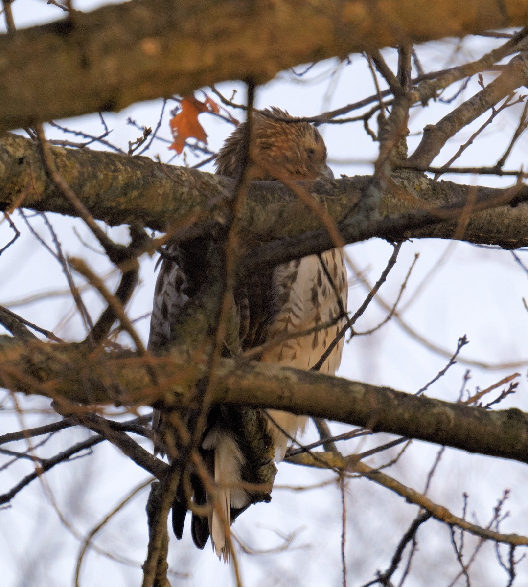 Ebird Checklist Jan Oak Park Dr Species